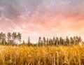 Rose sunset skies above field with wheat ready for harvest, swedish forest at horizon line Royalty Free Stock Photo