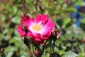 Rose surround by its buds