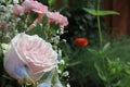 Rose surrounded by blooming flowers and bushes in a garden Royalty Free Stock Photo