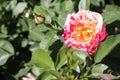 rose swirl 976 may 18