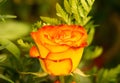 Beautiful Reddish yellow rose