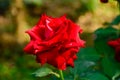 Rose is a symbol of love and romance. The legend has it that certain Rose is a virtual representation of the birth of the goddess