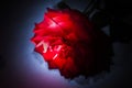 Rose, symbol of love, sweet natural aroma. Flower lit with Flash in studio, artistic ways of lighting.