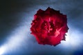 Rose, symbol of love, sweet natural aroma. Flower lit with Flash in studio, artistic ways of lighting.