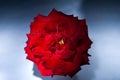 Rose, symbol of love, sweet natural aroma. Flower lit with Flash in studio, artistic ways of lighting.