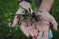Rose Tarantula Royalty Free Stock Photo