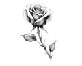 rose tattoo in minimalist ink wash style.