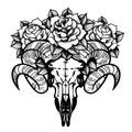 Rose tattoo with skull of a sheep isolated vector illustration.