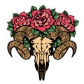 Rose tattoo with skull of a sheep isolated vector illustration.