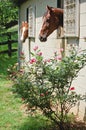 Rose Temptation-Horses in stalls Royalty Free Stock Photo