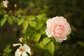 Rose tender pink on a green background