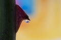 Rose Thorn with rainbow flower in waterdrop