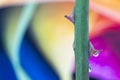 Rose Thorn with rainbow flower in waterdrop Royalty Free Stock Photo