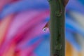 Rose Thorn with rainbow flower in waterdrop