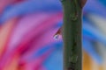 Rose Thorn with rainbow flower in waterdrop Royalty Free Stock Photo