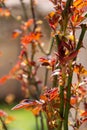 Rose thorns and leafs