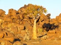 Rose among thorns: quiver tree amidst rocks