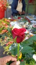 Rose to give New year wishes