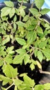 Rose tomato tree seeds, green leaves and jagged on the sides