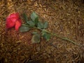 A Rose Trampled on the Ground Royalty Free Stock Photo