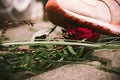 A rose that is trampled with a shoe Royalty Free Stock Photo