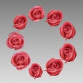 Rose on a transparent background. Rose vector illustration. Red Rose. flower rose Royalty Free Stock Photo
