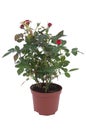 Rose tree in a pot Royalty Free Stock Photo