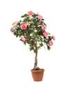 Rose tree in a pot Royalty Free Stock Photo