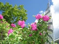 Rose trellis in the garden