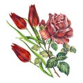 Rose and tulips flower, watercolor, pattern Royalty Free Stock Photo