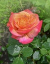 Rose with two colors in a single flower. Two tone blooming Aquarell