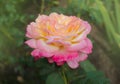Rose with two colors in a single flower. Two tone blooming Rose Mascotte