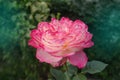 Rose with two colors in a single flower. Two tone blooming Rose Mascotte Royalty Free Stock Photo