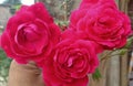 The rose is a type of flowering shrub in madhubani india