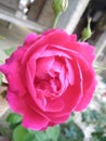 The rose is a type of flowering shrub in madhubani india