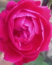 The rose is a type of flowering shrub in madhubani india