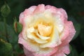 Rose type named Apricot Queen Elizabeth in close-Up isolated from a rosarium in Boskoop the Netherlands.
