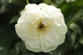 Rose type named Apricot Queen Elizabeth in close-Up isolated from a rosarium in Boskoop the Netherlands.