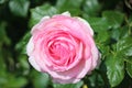 Rose type named Gloriana in close-Up isolated from a rosarium in Boskoop the Netherlands.