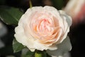 Rose type named Professor Leben in close-Up from a rosarium in Boskoop the Netherlands.