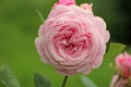 Rose type named Rossengrafin Marie Henriette in close-Up from a rosarium in Boskoop the Netherlands.