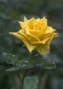 Yellow Roses With Green Blurry Background.. Just Say With Flower and Bright Your Day.
