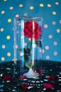 Rose under glass, the beauty and the Beast