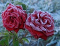 Rose under hoar-frost