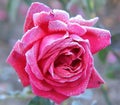 Rose under hoar-frost