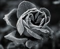 Rose under hoar-frost