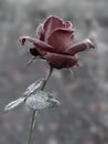 Rose under hoar-frost