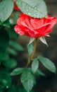 Rose under rain