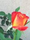 A rose