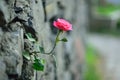 Rose up through the wall Royalty Free Stock Photo